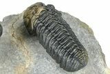 Two Morocops Trilobite Fossils - One Enrolled, One Prone #376926-5
